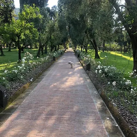 Zagara - La Serra Sorrento
